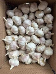 Fresh Garlic – product photo 3, product detail gallery